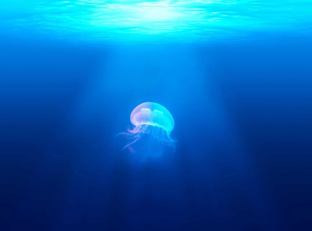 Navigating Fame: Public Image, Privacy, and Online Scrutiny